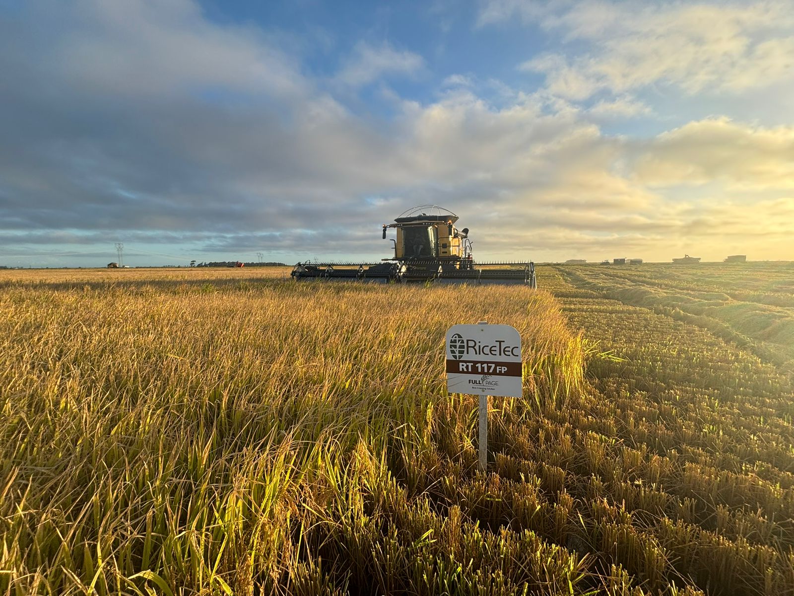 Evolução genética reforça eficiência no uso de insumos e produtividade no arroz