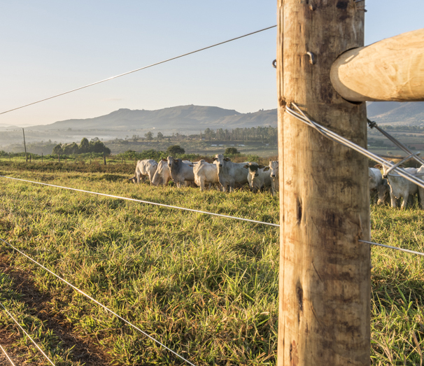 Cercas de alto desempenho aumentam eficiência no manejo de bovinos e reduzem perdas no campo