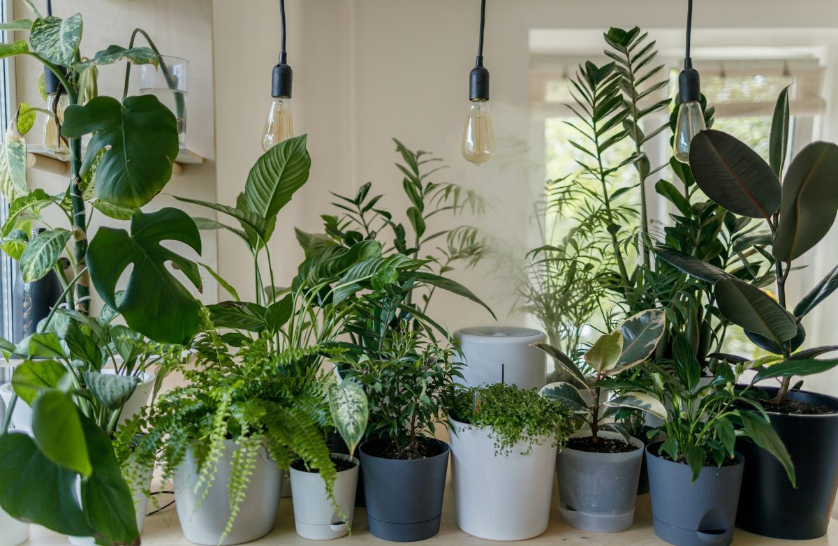 Plantas precisam de cuidados especiais no inverno; saiba o que fazer