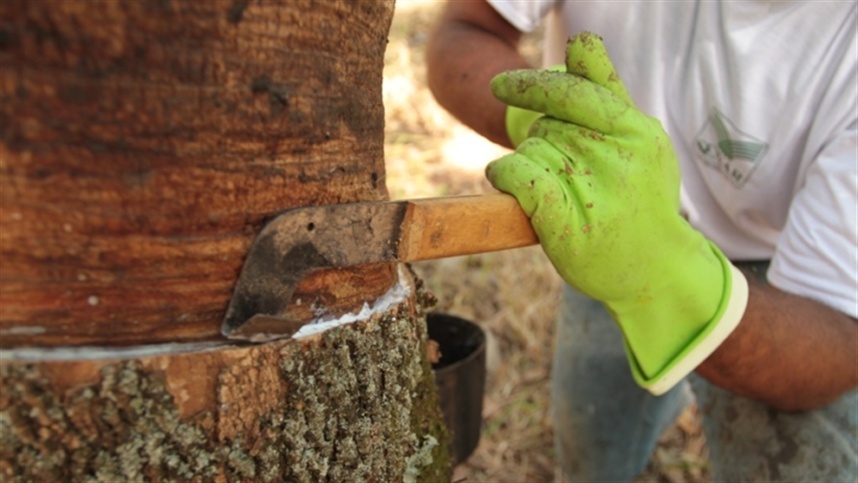 Alta do frete impulsiona preço da borracha natural