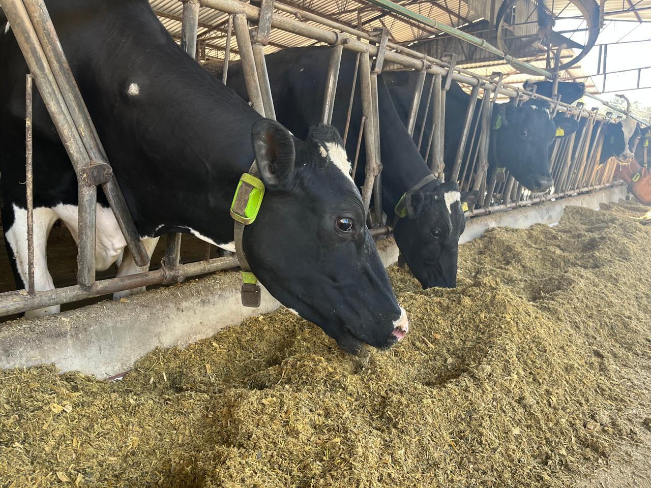 Mercado financeiro fecha primeira operação de crédito com ‘vacas tokenizadas’ na B3