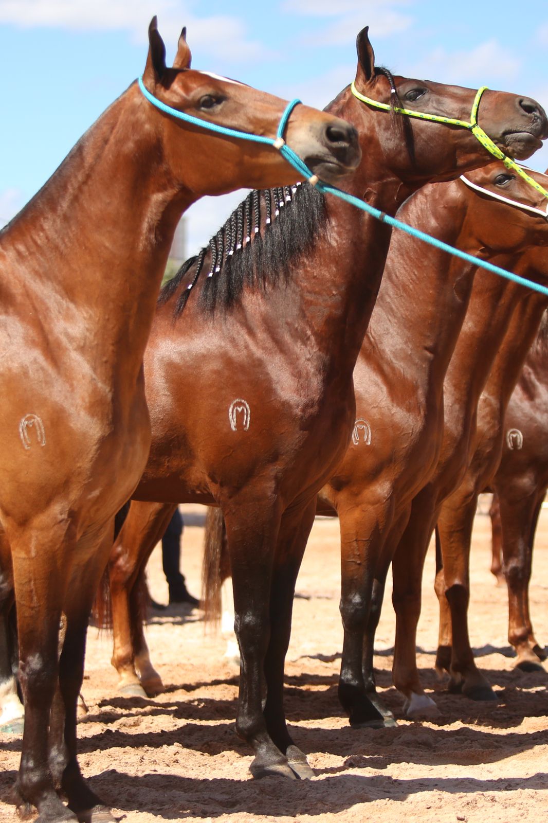 Mangalarga Marchador reúne 1.639 animais e 552 expositores em Belo Horizonte