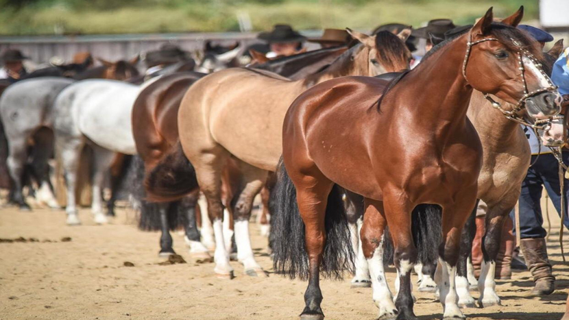 Preços mais altos e maior oferta aquecem mercado de bovinos e cavalos Crioulos