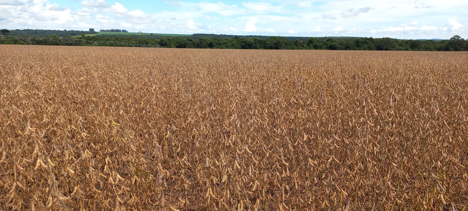 DATAGRO projeta nova alta na produção brasileira de soja e milho para a safra 2026/27