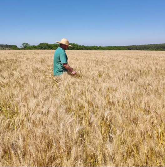 O que o pãozinho francês revela sobre a dependência do trigo importado