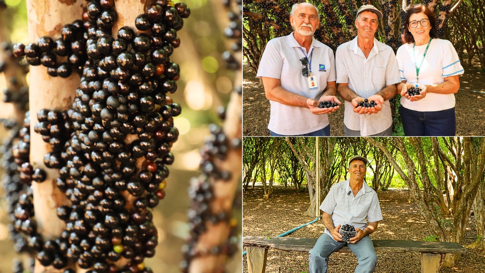 Hidrolândia abre temporada da jabuticaba com apoio da assistência técnica da Emater Goiás