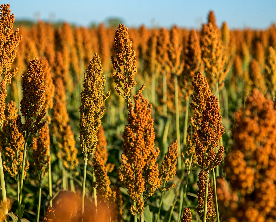 Sorgo: o grão que muita gente não conhece, mas está cada vez mais presente no agro brasileiro