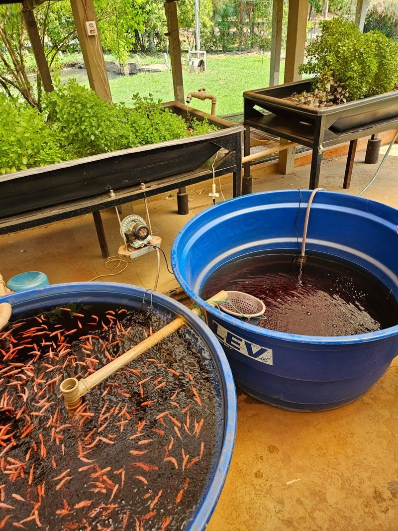 Aquaponia: Instituto de Pesca estuda tecnologia que pode viabilizar as “fazendas urbanas”
