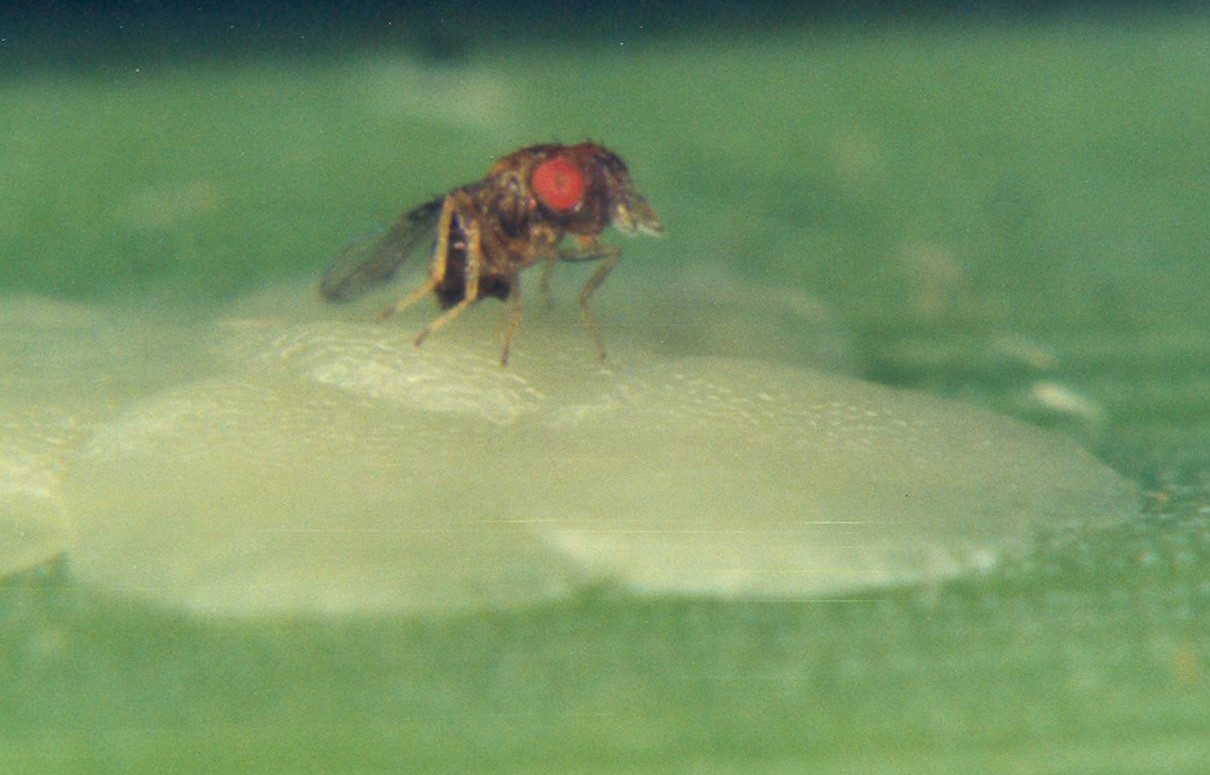 Guia atualizado auxilia na identificação de espécies de Trichogramma no Brasil
