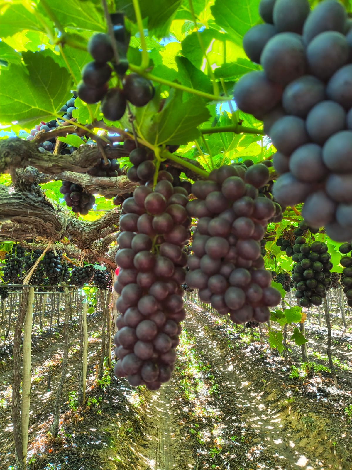 Fruticultura do Vale do São Francisco amplia desafios no controle de pragas