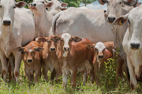 Pecuária tropical: rusticidade é exigência e amplia espaço para o Simbrasil no cruzamento industrial