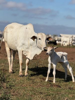 Fêmeas superprecoces a pasto reduzem pressão por novas áreas e ampliam a produção de bezerros
