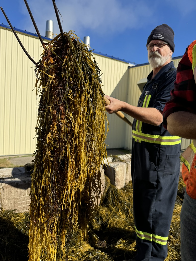 Linha de produtos à base de algas da Acadian são enquadrados como biofertilizantes pelo Ministério da Agricultura