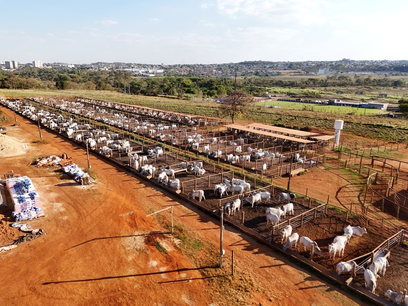 Inpasa e UFG realizam estudo inédito no Brasil sobre o uso de DDGS de sorgo no confinamento de bovinos