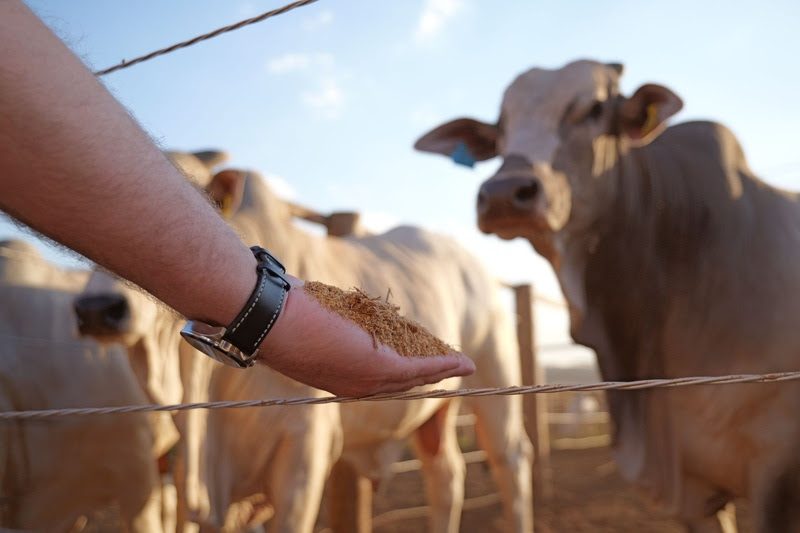 Inpasa e UFG realizam estudo inédito no Brasil sobre o uso de DDGS de sorgo no confinamento de bovinos