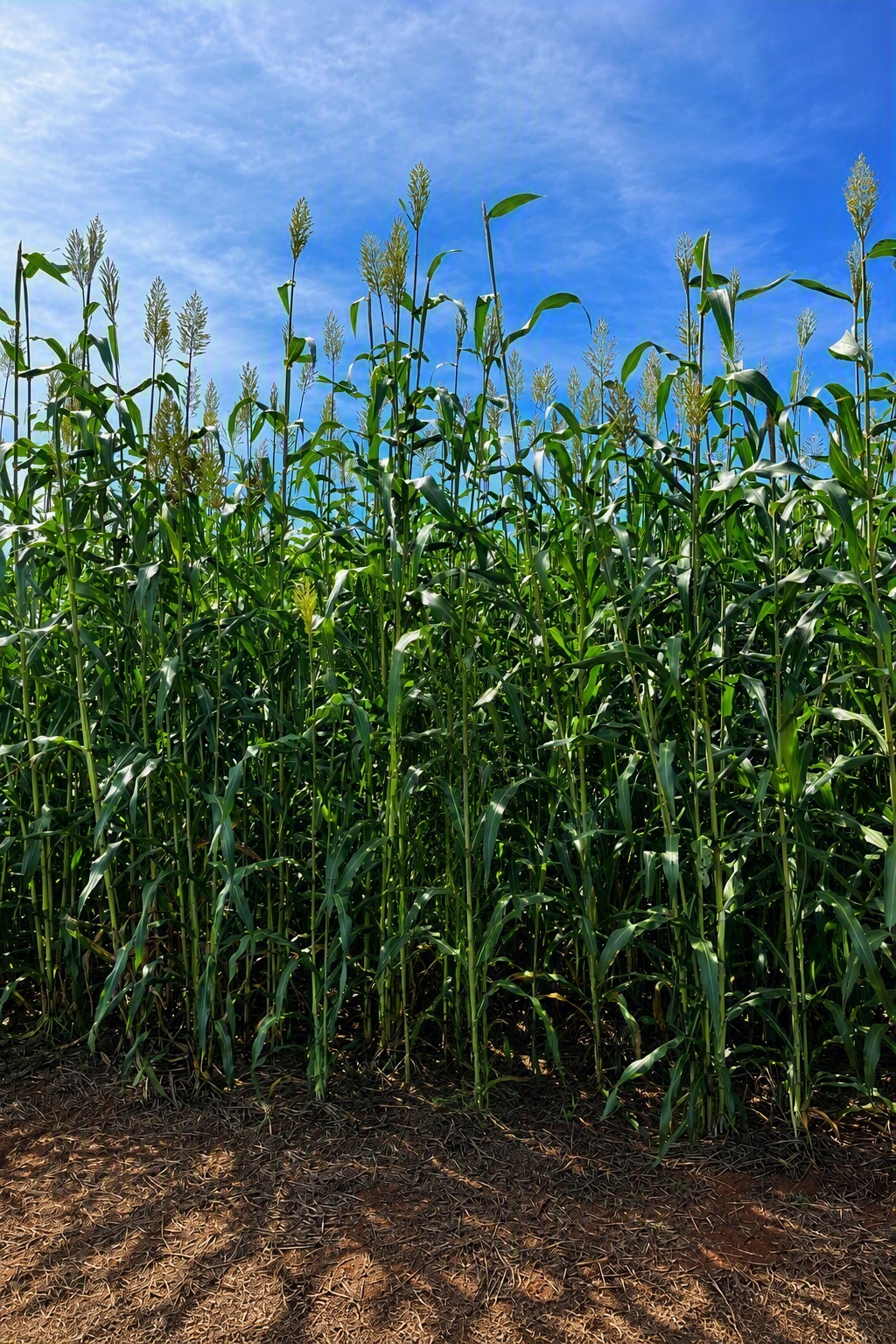 Sorgo forrageiro ganha espaço na reforma de canaviais ao proteger o solo e recompor matéria orgânica