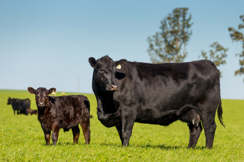 Comercialização de sêmen Angus cresce acima do mercado de corte e amplia presença no Brasil