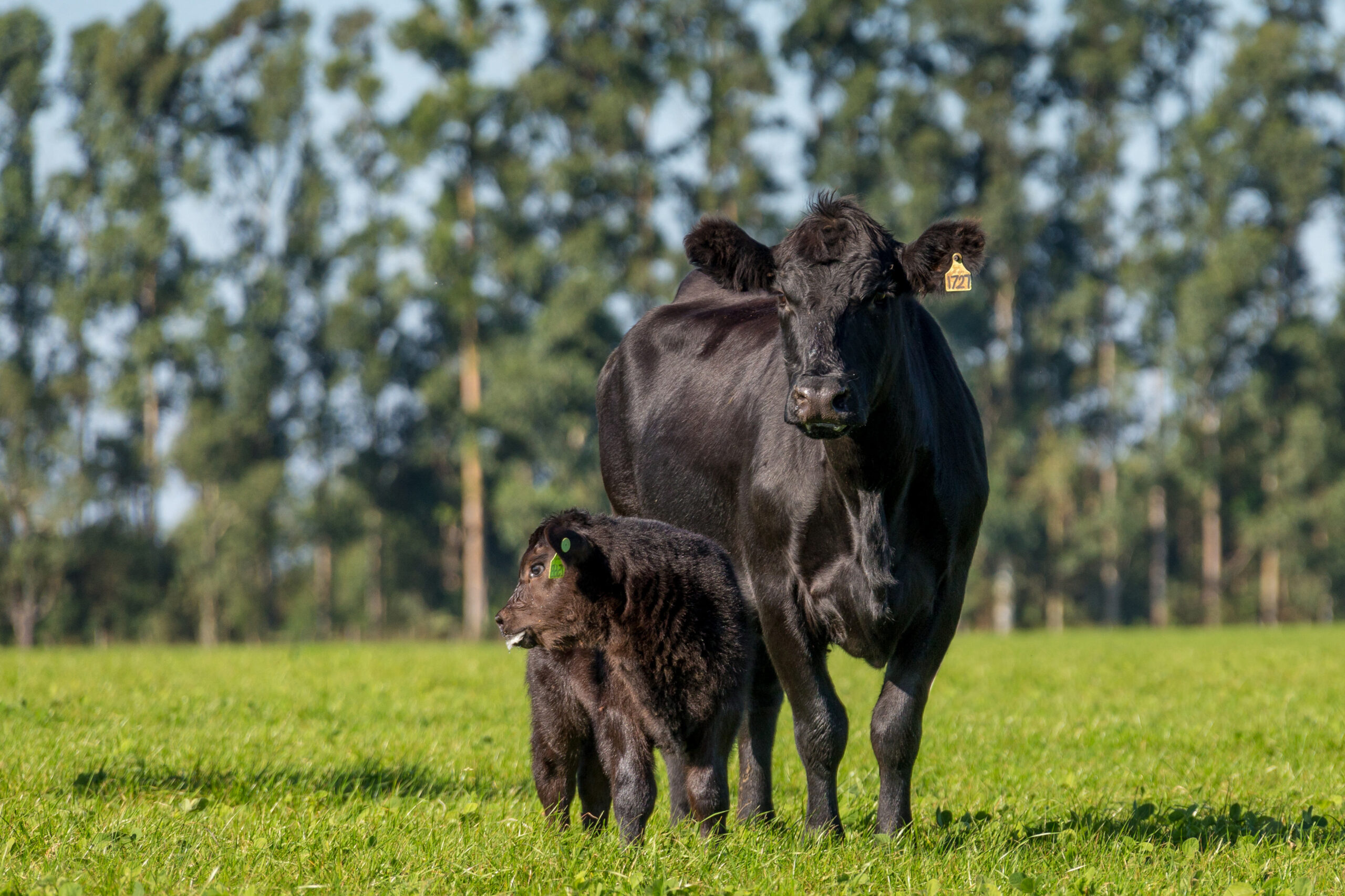 Carne Angus – RS entra oficialmente no Indicador Datagro