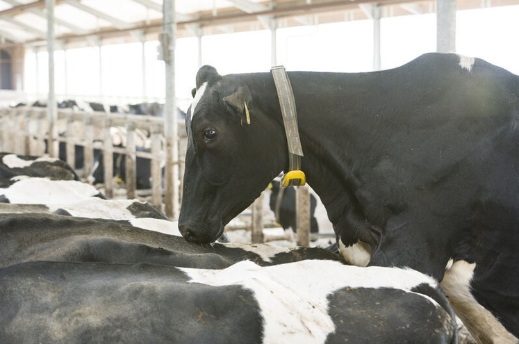 Tecnologia no pasto: como colares inteligentes aumentam em até 33% a taxa de prenhez de vacas leiteiras?