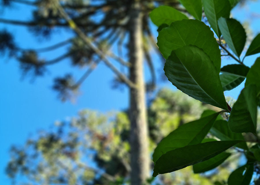 Aplicativos para erva-mate ganham novas funcionalidades para manejo e adubação