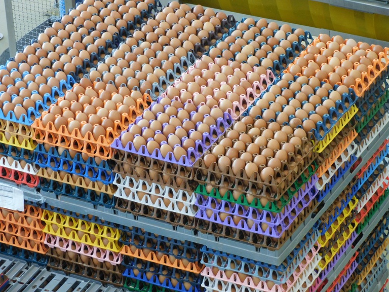 Galinhas soltas e felizes, ovos caipiras, orgânicos: Mapa acompanha diversificação do mercado