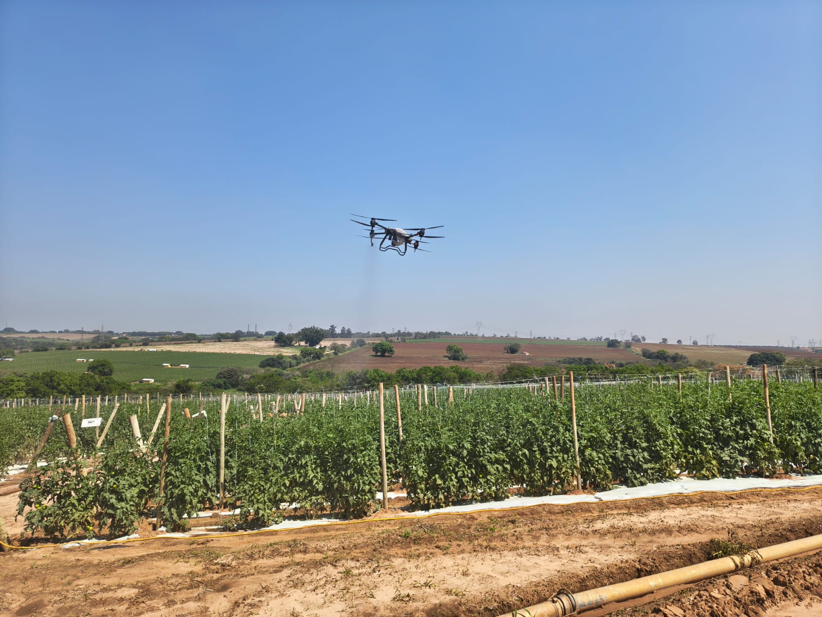 DEA-IAC e grupo Irmãos Andrade avaliam aplicações de agroquímicos por drones em lavouras de tomate