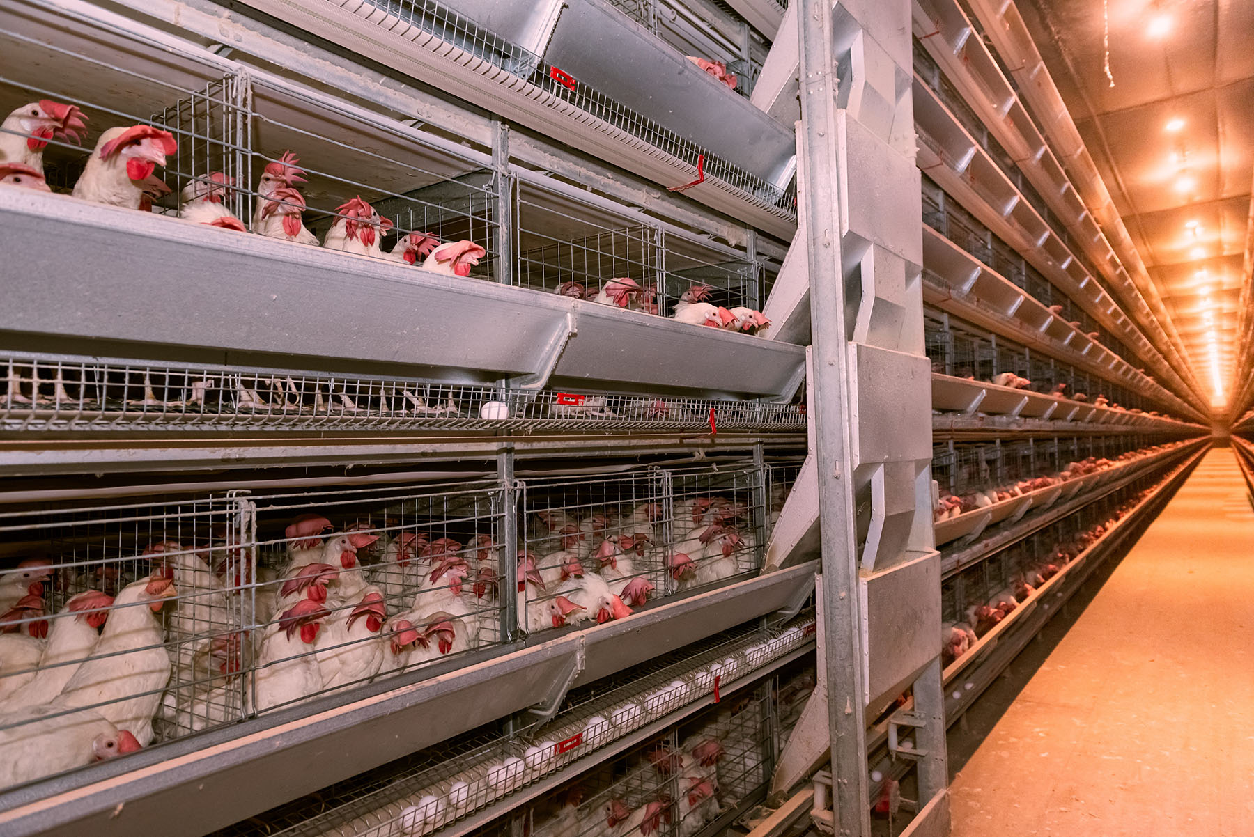 Estresse térmico pode reduzir em mais de 30% o consumo de ração das poedeiras e comprometer a rentabilidade da produção