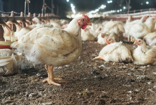 Frangos de corte: nutrição ajustada a cada etapa favorece o ganho de peso e a eficiência alimentar