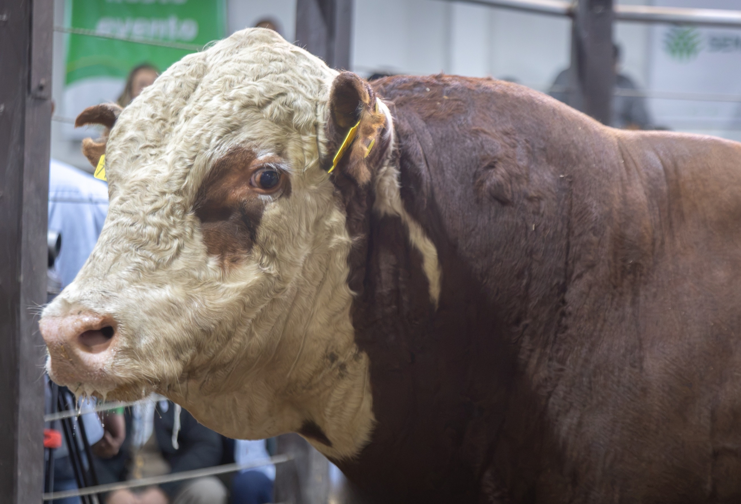 Touro Hereford tem metade arrematada em leilão na Farm Show e é valorizado em R$ 186 mil