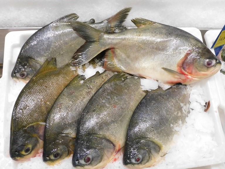 PEIXE BR debate desafios e oportunidades dos principais mercados globais na Seafood Show