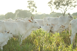 Chuvas irregulares nesta época do ano exigem atenção ao pasto e à nutrição dos bovinos