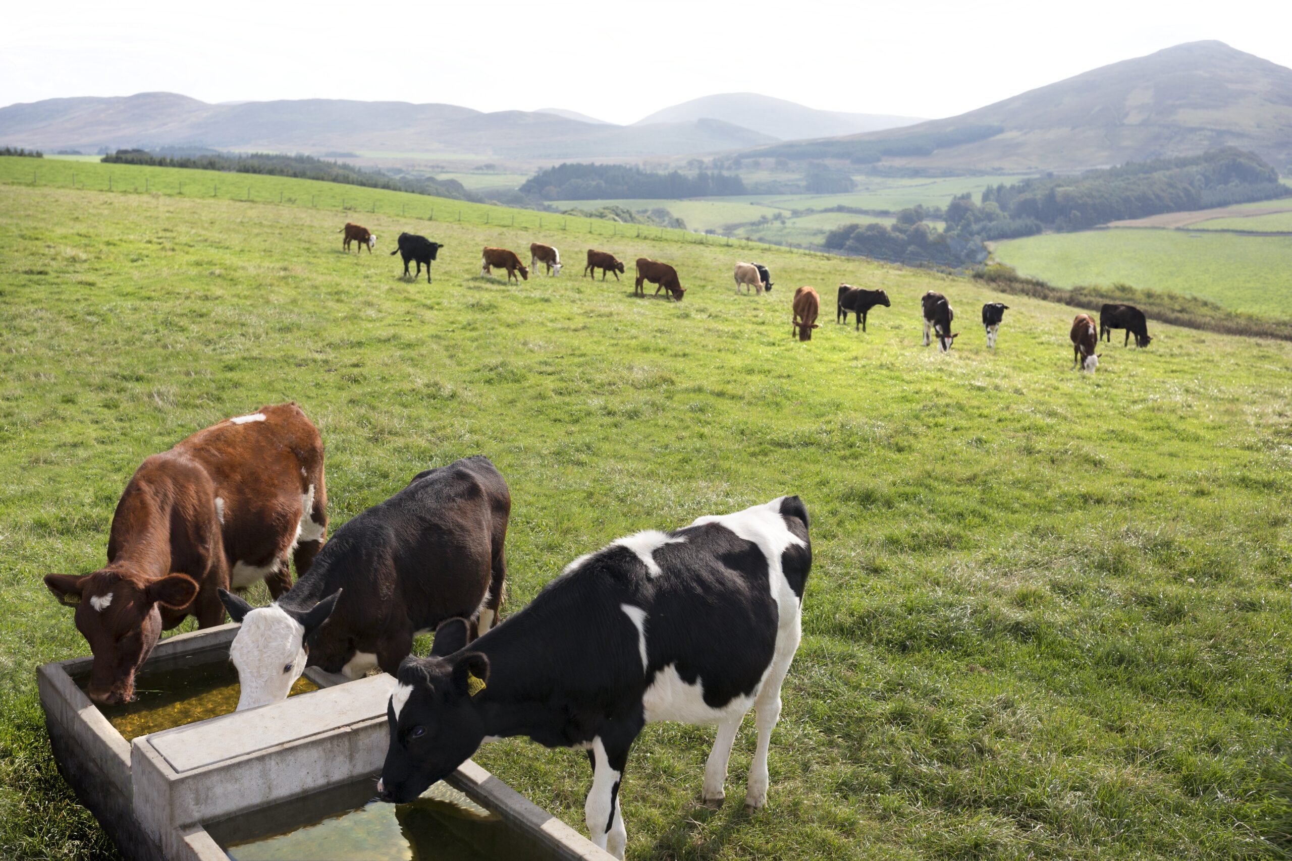 Chuvas acendem alerta para doenças em vacas leiteiras; perdas podem chegar a 98% da margem bruta